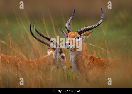 Rote Lechwe, Kobus leche, große Antilopen, die in Feuchtgebieten Südzentralafrikas gefunden wurden. Zwei Tiere porträtieren im natürlichen Lebensraum. Lechwe im Gras, Okav Stockfoto