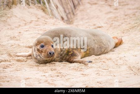 Junge weibliche Graurobbe allein am Sandstrand im Winter. Horsey Gap, Norfolk, Großbritannien Stockfoto