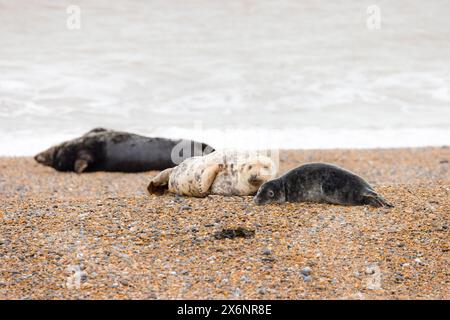 Graue Robben am Strand. Robbenkolonie (Halichoerus grypus) im Winter an der Küste von Norfolk, Großbritannien Stockfoto