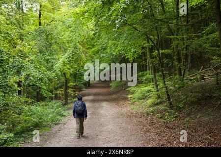 Asiatische Indianerin wandert allein auf einem Waldweg durch den Wald in Chiltern Hills. Wendover, Buckinghamshire, Großbritannien Stockfoto