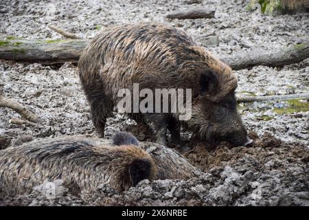 Wildschweine genießen ein Schlammbad in einem Naturschutzgebiet in Deutschland, 2017 Credit: Vuk Valcic / Alamy Stockfoto