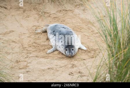 Graurobben (Halichoerus grypus) allein in Sanddünen am Strand im Winter. Horsey Gap, Norfolk, Großbritannien Stockfoto