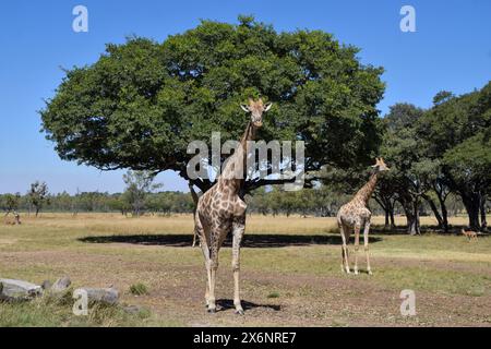 Simbabwe, 3. Mai 2024. Giraffen unter einem Baum in einem Naturschutzgebiet in Simbabwe. Quelle: Vuk Valcic/Alamy Stockfoto