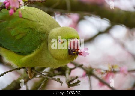 London, Großbritannien. 31. Januar 2020. Ein Ringhals-Sittich, auch bekannt als Rosenringsittich, genießt die Blüten eines rosa Kirschblütenbaums. Quelle: Vuk Valcic/Alamy Stockfoto