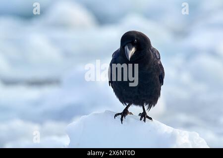 Japanische Wintertiere. Rabe sitzt im Winter in weißer Umgebung, Naturraum, Japan. Erster Schnee mit Vogel. Wildtiere aus der verschneiten Natur Stockfoto