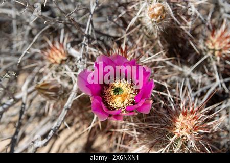 Wüstenschönheit: Atemberaubende Igel-Kaktusblume in Blüte Stockfoto