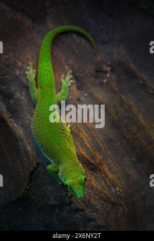 Koch's Riesentag-Gecko, Phelsuma madagascariensis kochi, grüne endemische Eidechse aus Andasibe NP, Madagaskar. Gesäumter Tagesgecko ist eine Art des Tages Stockfoto