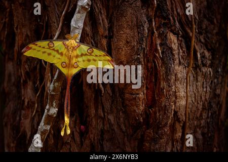 Kometenmotte, Argema mittrei, großer gelber Schmetterling in der Natur, Andasibe Mantadia NP in Madagaskar. Madagaskar-Mondmotte mit großem Kokon in gr Stockfoto