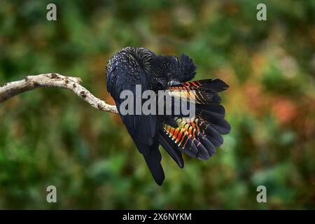 Australische Tierwelt. Schwarzer Rotschwanzkakadu, Calyptorhynchus banksii großer schwarzer Kakadu-Papagei aus Australien. Schwarzer Vogel, der Schwanzfedern reinigt Stockfoto