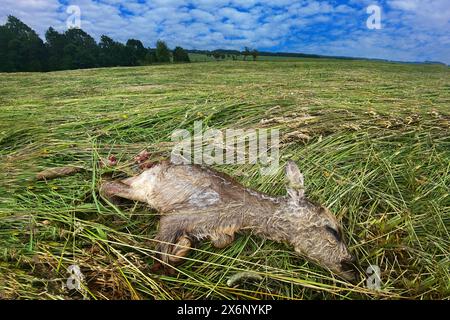 Ökologie, Natur retten. Ein totes Rehkitz, ein Yong-Jungtier Hirschdreh, versehentlich beim Mähen des Grases getötet. Summer, mach Heu auf dem Wiesen. Tot und Stockfoto