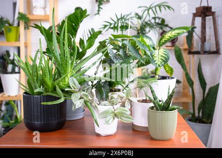 Gruppe beliebter Zimmerpflanzen auf dem Tisch im Inneren: Calathea, Aloe, Diffenbachia, sansevieria, Ficus. Hauspflanzenanbau und Pflege von Indoo Stockfoto