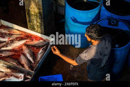 In Jatrabari, Dhaka, Bangladesch, sind die Händler mit Aktivitäten beschäftigt und verkaufen am frühen Morgen Fisch auf dem geschäftigen Fischgroßmarkt. Dieses Bild war Cap Stockfoto