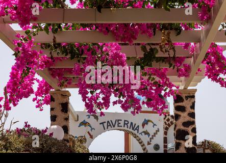 Santorini, Griechenland - 01. Juli 2021: Blühende rote Bougainvillea-Blüten auf der Insel Santorin. Stockfoto
