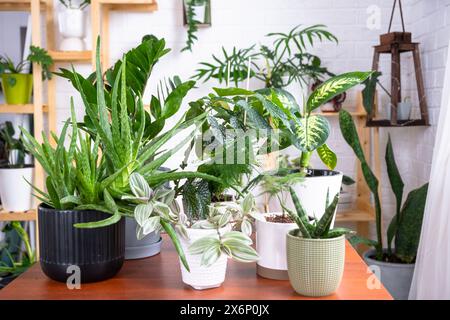 Gruppe beliebter Zimmerpflanzen auf dem Tisch im Inneren: Calathea, Aloe, Diffenbachia, sansevieria, Ficus. Hauspflanzenanbau und Pflege von Indoo Stockfoto