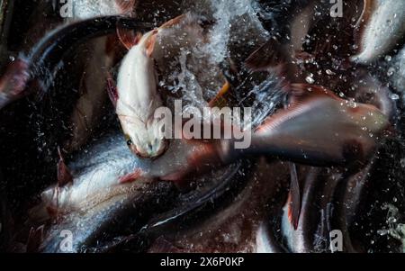 In Jatrabari, Dhaka, Bangladesch, sind die Händler mit Aktivitäten beschäftigt und verkaufen am frühen Morgen Fisch auf dem geschäftigen Fischgroßmarkt. Dieses Bild war Cap Stockfoto