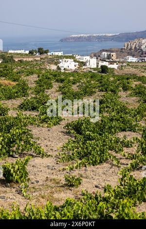 Assyrtiko - einheimische Weintraube auf dem Weinhof auf der Insel Santorini, Griechenland Stockfoto