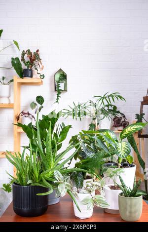 Gruppe beliebter Zimmerpflanzen auf dem Tisch im Inneren: Calathea, Aloe, Diffenbachia, sansevieria, Ficus. Hauspflanzenanbau und Pflege von Indoo Stockfoto