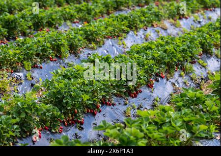 Madrid, Spanien. Mai 2024. Erdbeeren in einer ökologischen Plantage. Während der Erdbeerernte bieten einige Farmen Familien die Erfahrung, ihre eigenen Erdbeeren zu ernten und zu kaufen. Quelle: Marcos del Mazo/Alamy Live News Stockfoto