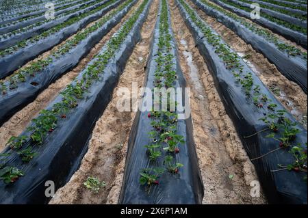 Madrid, Spanien. Mai 2024. Erdbeeren, die in einer ökologischen Plantage wachsen. Während der Erdbeerernte bieten einige Farmen Familien die Erfahrung, ihre eigenen Erdbeeren zu ernten und zu kaufen. Quelle: Marcos del Mazo/Alamy Live News Stockfoto