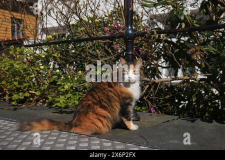 Porträt einer norwegische Waldkatze-Katze Stockfoto
