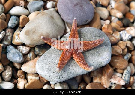 Nahaufnahme eines Seesterns, der auf einem Kiesel ruht, in Oldstairs Bay, Kingsdown, Kent Stockfoto