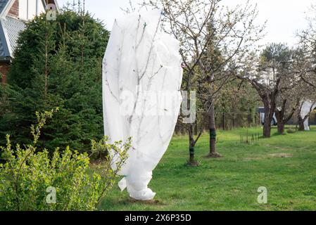 Schutz der Obstbaumblüten vor kalten Erfrierungen im frühen Frühjahr im Garten im Freien mit weißem Gefrierschutzgewebe. Stockfoto