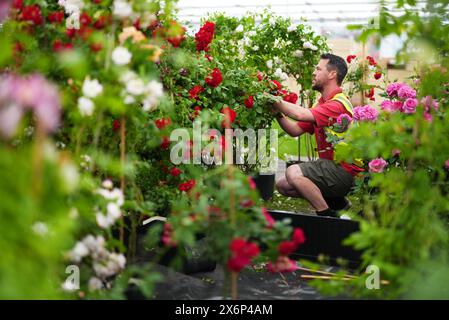 Die Vorbereitungen laufen vor der RHS Chelsea Flower Show im Royal Hospital Chelsea, London. Bilddatum: Donnerstag, 16. Mai 2024. Stockfoto
