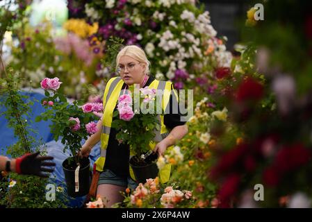 Die Vorbereitungen laufen vor der RHS Chelsea Flower Show im Royal Hospital Chelsea, London. Bilddatum: Donnerstag, 16. Mai 2024. Stockfoto