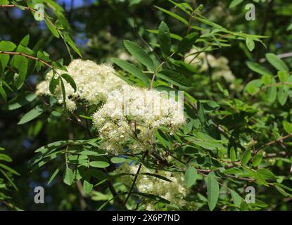 Rowan (Sorbus aucuparia) in der Blüte Stockfoto