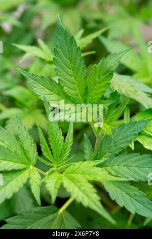 Hanfpflanze, Cannabis Sativa Stockfoto