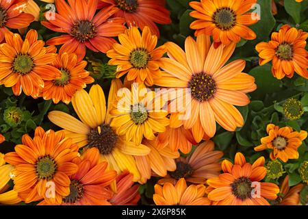 Drüsenkap Marigold Flowers, Dimorphotheca Sinuata Stockfoto