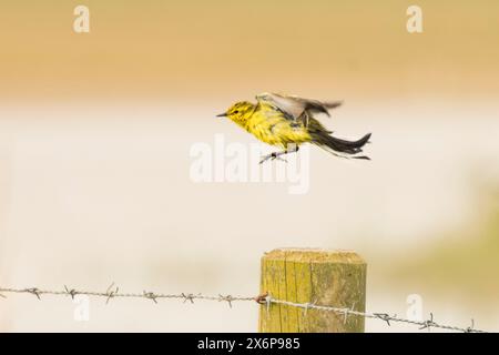 Gelber Wagtail, Norfolk, Mai 2024 Stockfoto