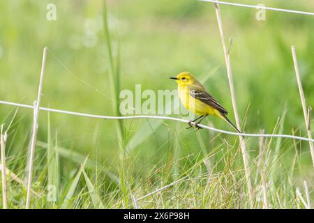 Gelber Wagtail, Norfolk, Mai 2024 Stockfoto