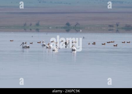 Gruppe von verschiedenen Wildvögeln, Pelikanen, Möwen, Ogarenten und Kormoranen auf dem Sorbulak See in Almaty Kasachstan Stockfoto