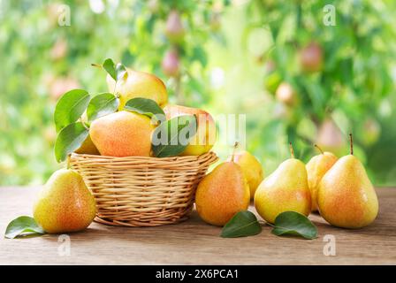 Frische reife Birnen in einem Korb auf einem Holztisch auf Obstgarten Hintergrund Stockfoto