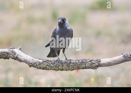 Dohle (Corvus Monedula) Stockfoto