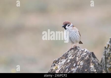 Baum-Spatz (Passer Montanus) Stockfoto