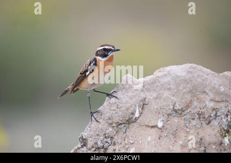 Whinchat (Saxicola rubetra), erwachsener Mann im Frühjahr Stockfoto