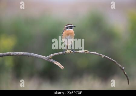 Whinchat (Saxicola rubetra), erwachsener Mann im Frühjahr Stockfoto