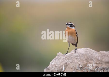 Whinchat (Saxicola rubetra), erwachsener Mann im Frühjahr Stockfoto