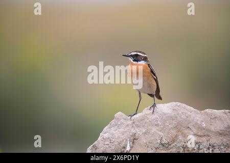 Whinchat (Saxicola rubetra), erwachsener Mann im Frühjahr Stockfoto