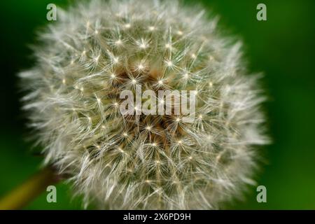Löwenzahn-„Uhr“-Samenkopf Nahaufnahme (ziemlich silbrig weiß weich, zart, kugelförmige Kugel aus Samen, Bokeh-Effekt) - Yorkshire, England, Großbritannien. Stockfoto
