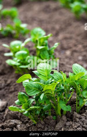 Erden Sie im Frühjahr von selbst angebauten Bio-Kartoffelpflanzen (Solanum tuberosum), die in einem Hochbeet auf einem Kleingarten wachsen Stockfoto