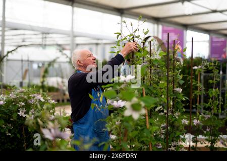 Die Vorbereitungen laufen vor der RHS Chelsea Flower Show im Royal Hospital Chelsea, London. Bilddatum: Donnerstag, 16. Mai 2024. Stockfoto