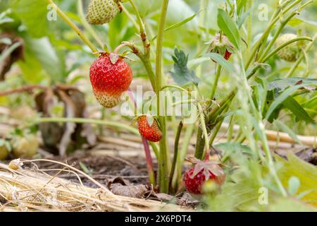 Nahaufnahme rote reife Erdbeeren, die auf dem Gartenbeet wachsen. Stockfoto
