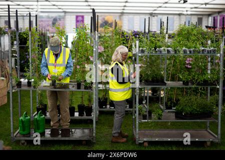 Die Vorbereitungen laufen vor der RHS Chelsea Flower Show im Royal Hospital Chelsea, London. Bilddatum: Donnerstag, 16. Mai 2024. Stockfoto