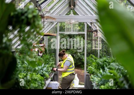 Die Vorbereitungen laufen vor der RHS Chelsea Flower Show im Royal Hospital Chelsea, London. Bilddatum: Donnerstag, 16. Mai 2024. Stockfoto
