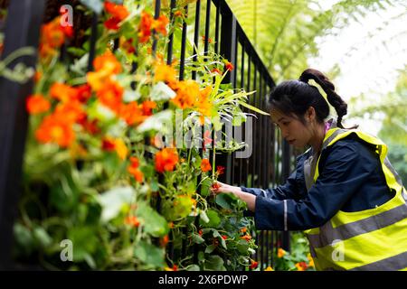 Die Vorbereitungen laufen vor der RHS Chelsea Flower Show im Royal Hospital Chelsea, London. Bilddatum: Donnerstag, 16. Mai 2024. Stockfoto