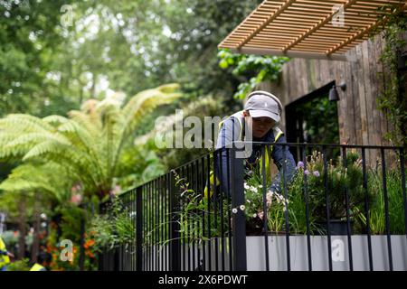 Die Vorbereitungen laufen vor der RHS Chelsea Flower Show im Royal Hospital Chelsea, London. Bilddatum: Donnerstag, 16. Mai 2024. Stockfoto