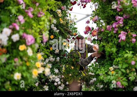 Die Vorbereitungen laufen vor der RHS Chelsea Flower Show im Royal Hospital Chelsea, London. Bilddatum: Donnerstag, 16. Mai 2024. Stockfoto
